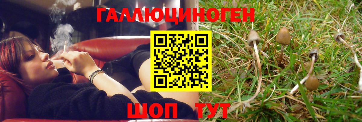 Галлюциногенные грибы Psilocybe  Вход с VPN  Сухой Лог 